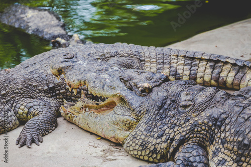 Crocodile types of amphibians are cold-blooded animals.