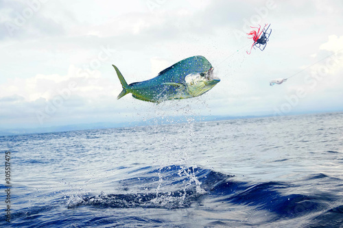 jumping male mahi mahi 