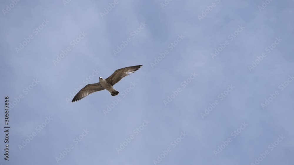 Flying Seagull against the blue sky. Flying Seagull against the blue sky.