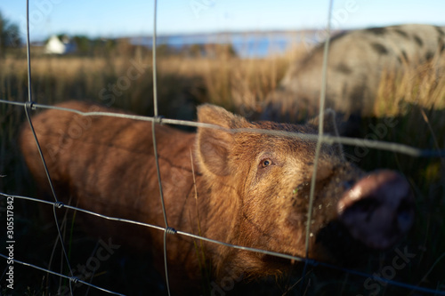 Photos A closeup of a brown pig behind a fence of a small holding in the Scottish Highlands at sunset