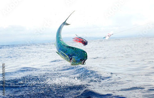 mahi mahi in the iar hooked 
