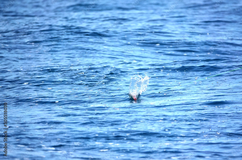 Fototapeta premium splashing lures, sport fishing