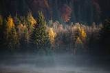 Foggy autumn forest nature with yellow,green,orange coloured trees.