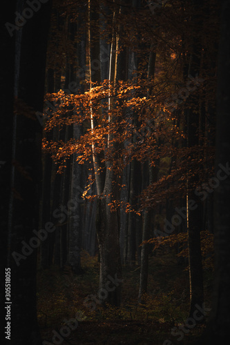 Forest golden tree with sunlight.Autumn nature landscape.
