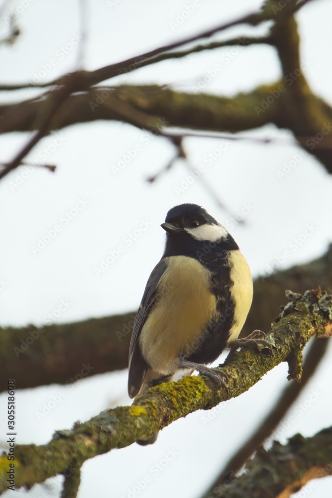 Naklejka premium Eine Kohlmeise sitzt im Herbst auf einem dürren Ast, Parus major