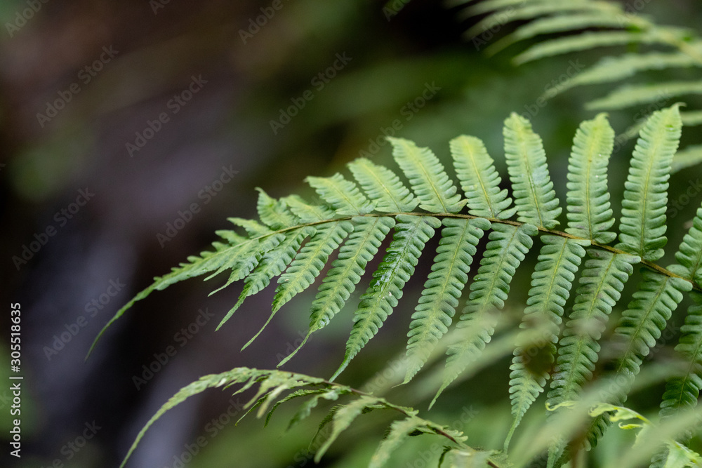 Selective focus on fern leaves over waterfall in tropical forest