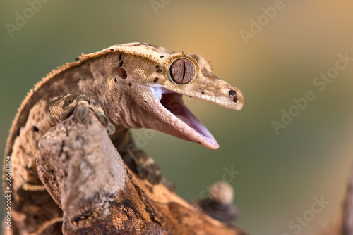 Rhacodactylus ciliatus lizzard from New Caledonia