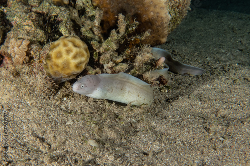 Moray eel Mooray lycodontis undulatus in the Red Sea, eilat israel photo