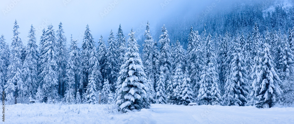 Winter landscape. Panoramic winter forest. Snowy Christmas trees in mountains. Frosty nature in mountain valley