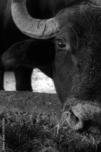 bufala campana sguardo