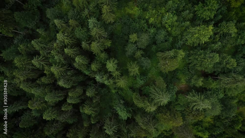 flying over the forest above the trees at the morning time