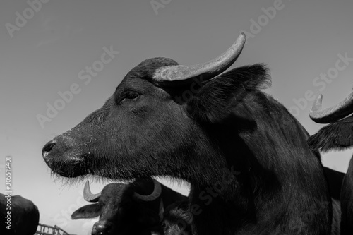 bufala campana profilo