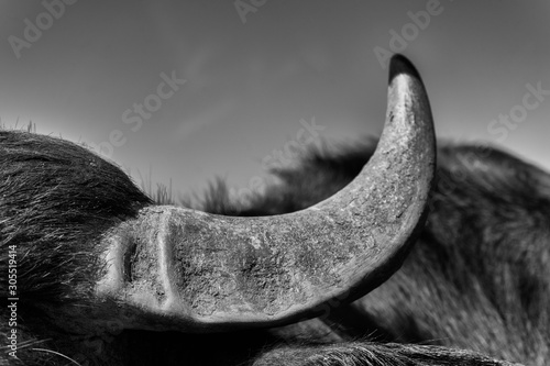 corno bufala campana