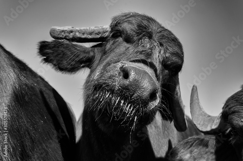bufala campana curiosa photo