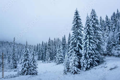 Winter scene. Snowy christmas trees in mountains. Frosty forest. Winter nature landscape.
