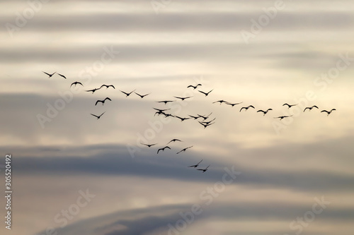 Flying birds. Flamingos. Gray blue sky background. Birds silhouette. © serkanmutan