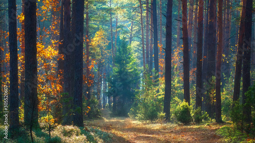 Autumn scene. Forest in morning sunlight. Scenery fall. Autumn nature landscape. Colorful october morning in woodland