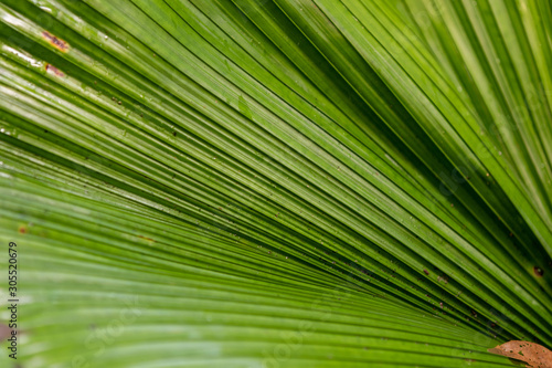 Selective focus on tropical green leaves close up