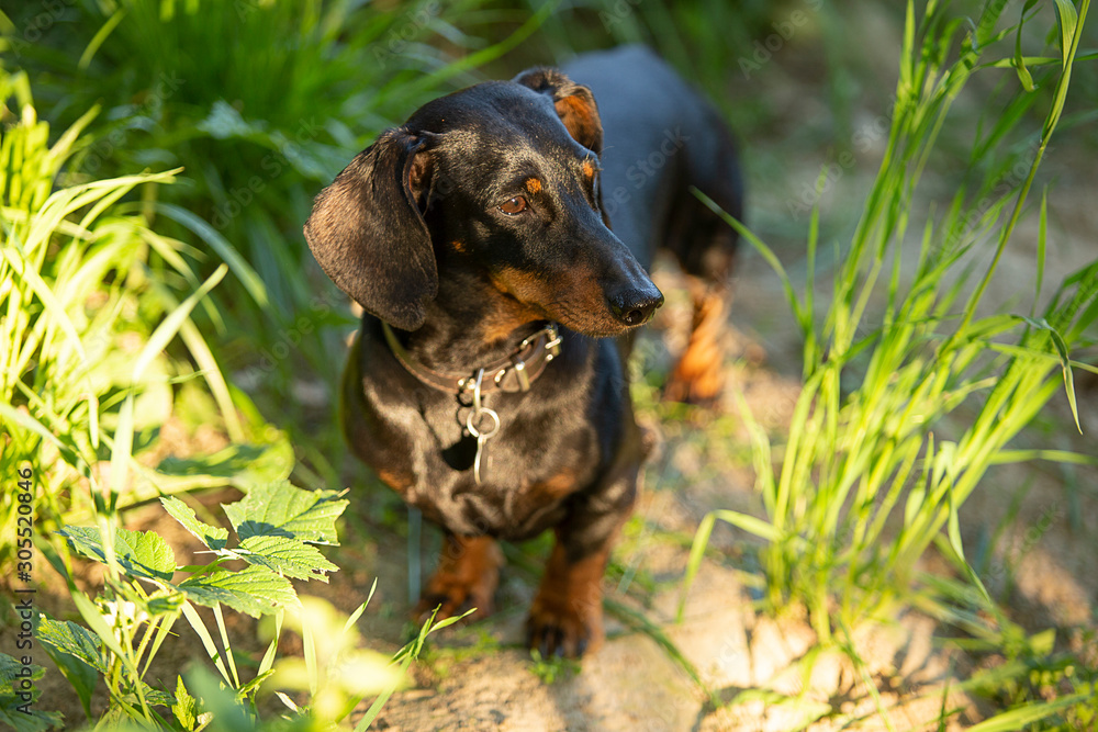 black Dachshund is worth in year-old green the grass black Dachshund is worth in year-old green the grass