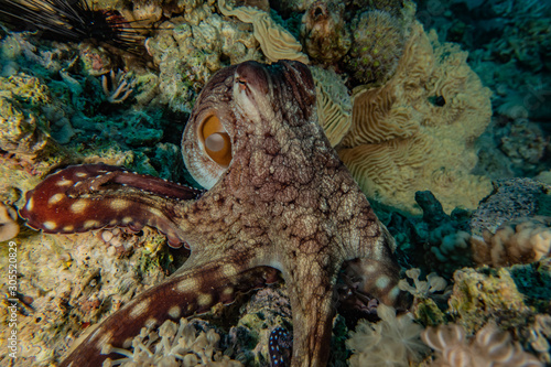 Octopus king of camouflage in the Red Sea  eilat israel 