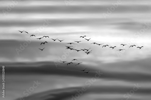 Flying birds. Flamingos. Gray sky background. Birds silhouette.