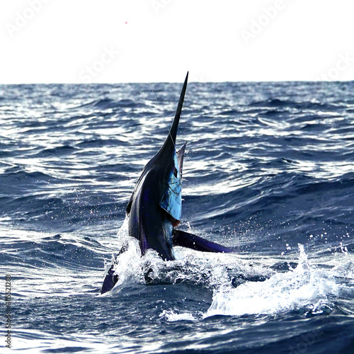 Obraz na płótnie blue marlin fishing in Costa Rica, nice jump