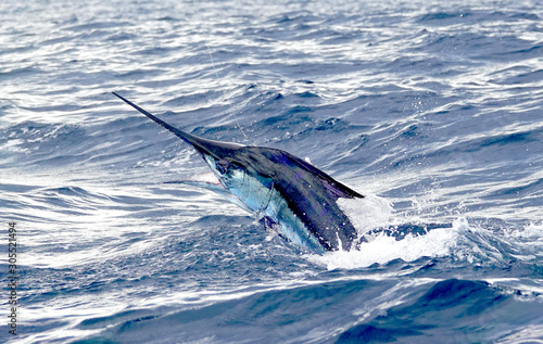 Blue marlin jumping, sport fishing in Costa Rica