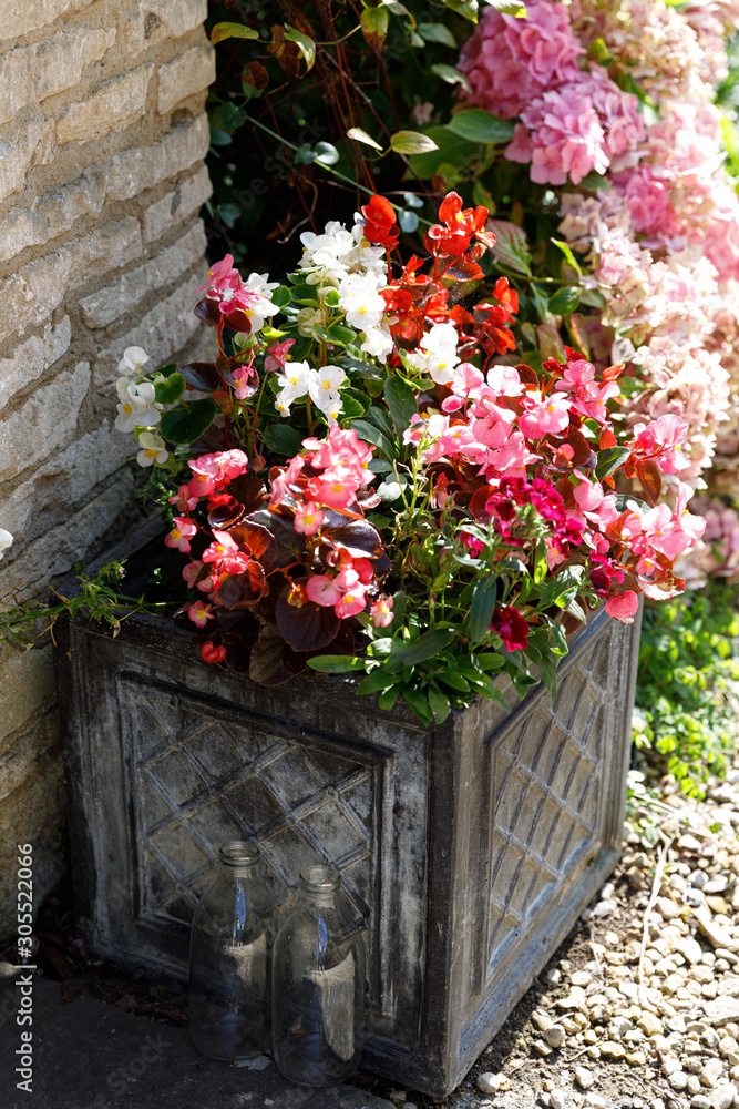 flowers in a pot flowers in a pot