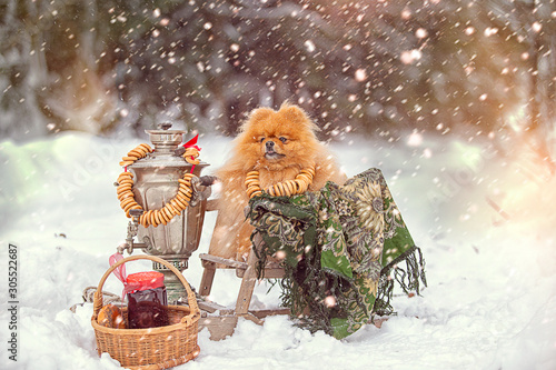 tea in the winter in the cold with a Pomeranian