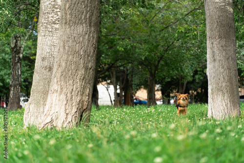 dog in park © Игорь Маслов