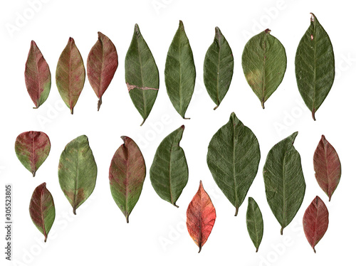 set of tree leaves. isolated on white.