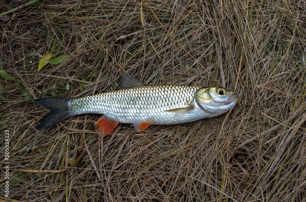 Obraz premium caught chub lies in dry grass