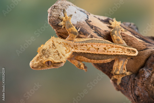 Rhacodactylus ciliatus lizzard from New Caledonia