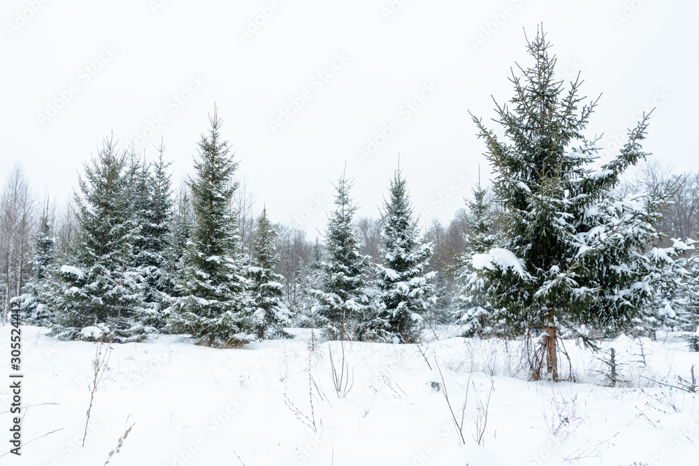 Naklejka premium Christmas background with snowy fir trees. Snow covered trees in the winter forest. Winter landscape.