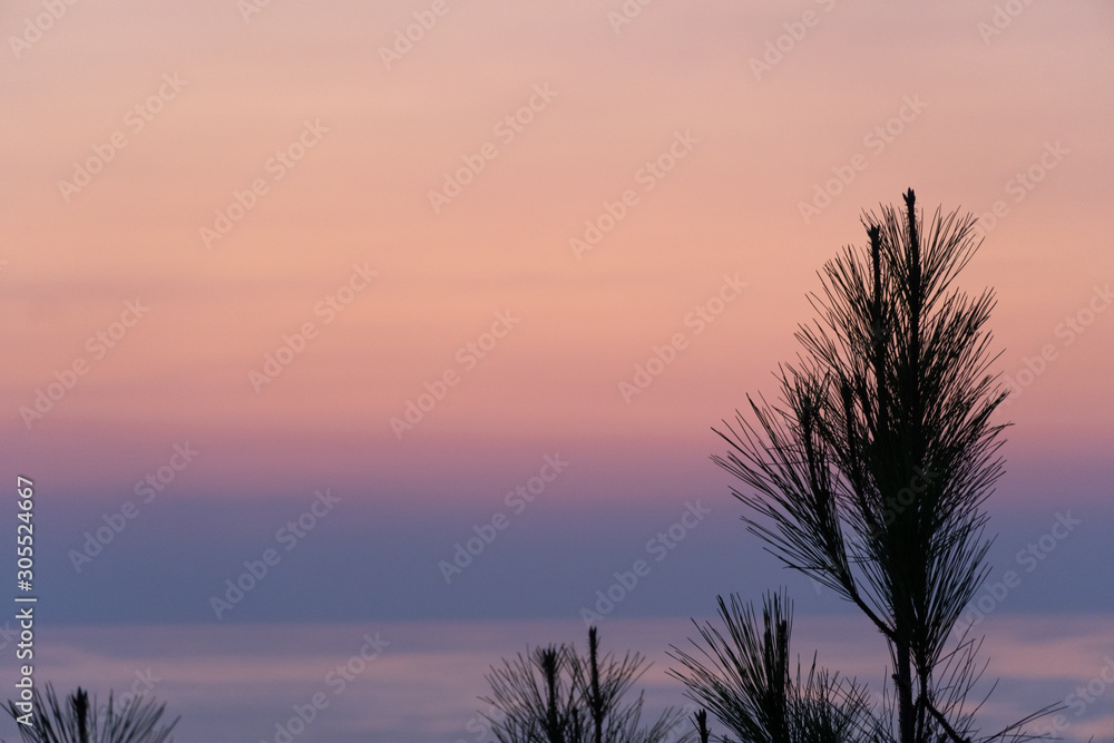 sunset with tree