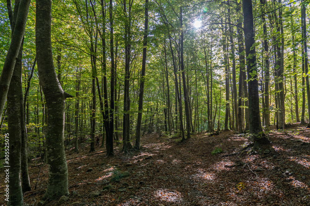 Obraz premium Natural park of Montseny in autumn, Barcelona.