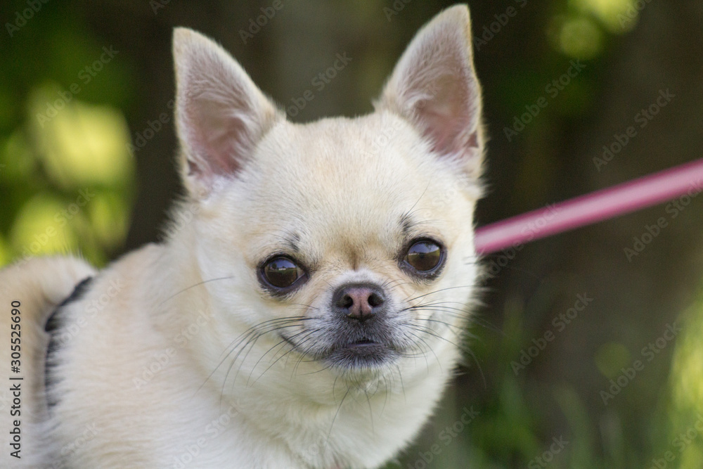 cagnolino chihuahua a pelo corto al guinzaglio cagnolino chihuahua a pelo corto al guinzaglio
