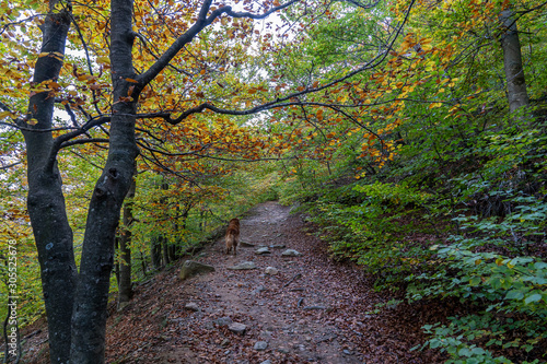 Natural park of Montseny in autumn with a dog in the path.