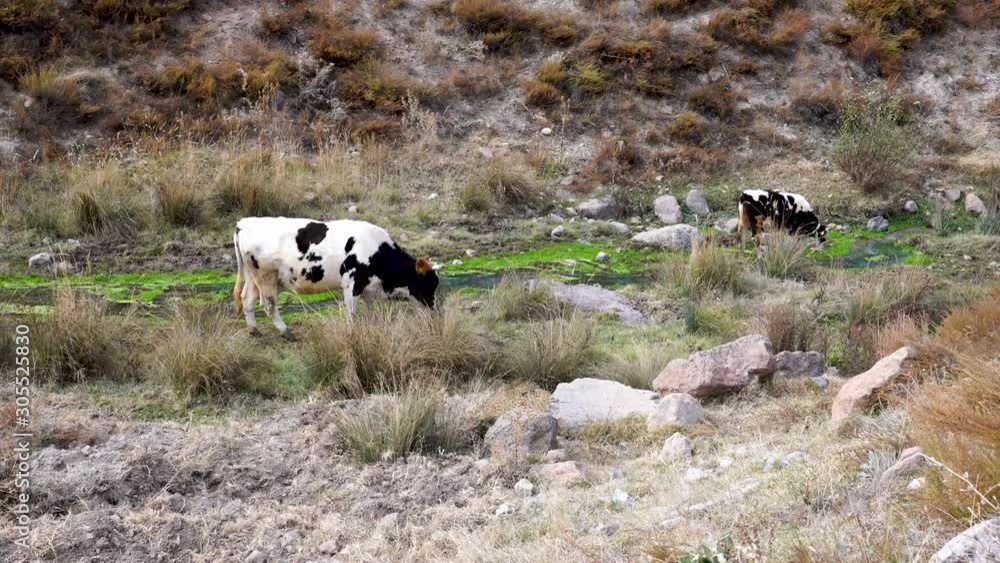 Two black and white and a black and white cows grazing together in the ...