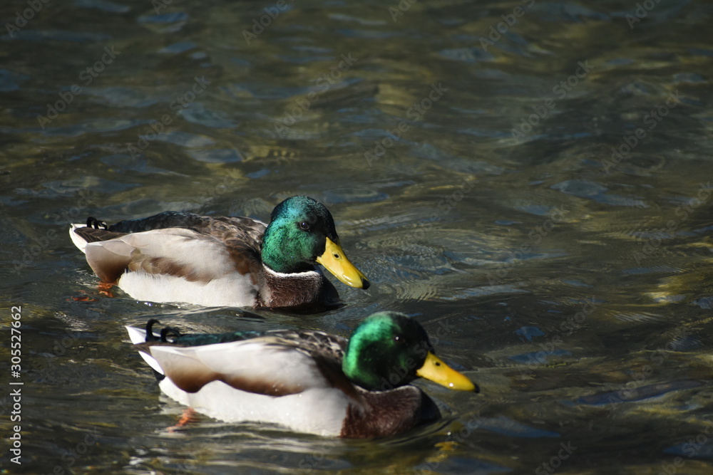 Obraz premium Stockenten