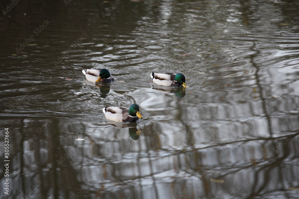Erpel Enten Erpel Enten