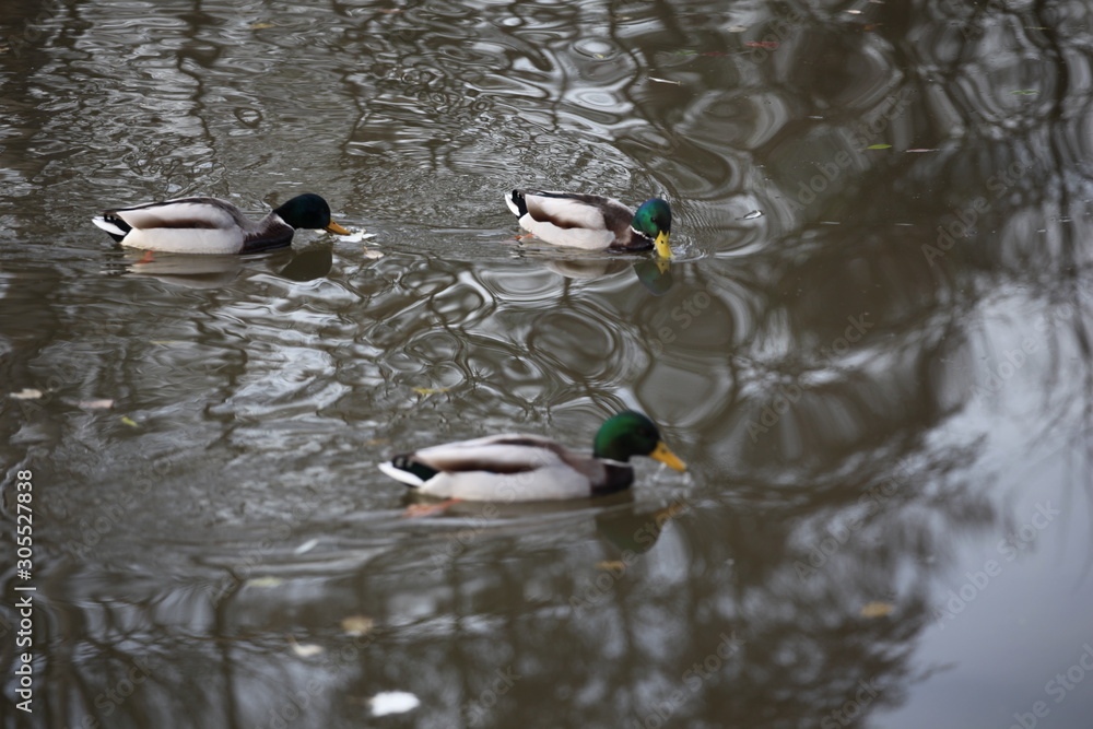 Enten Erpel Enten Erpel
