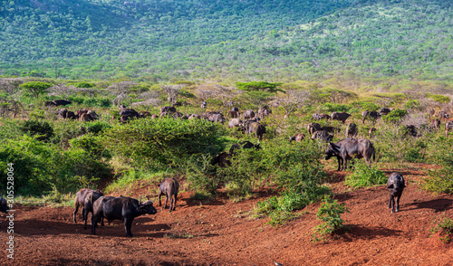 Herd of African Buffalo