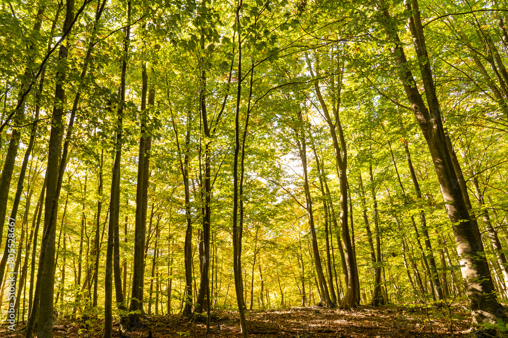 Obraz premium Natural park of Montseny in autumn.