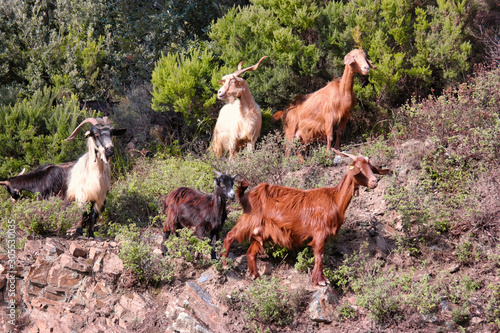 Goats in a semi-wild state.