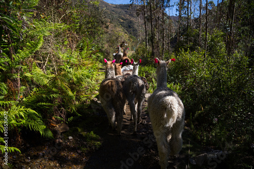 Llamas on the trekking route from Lares in the Andes.