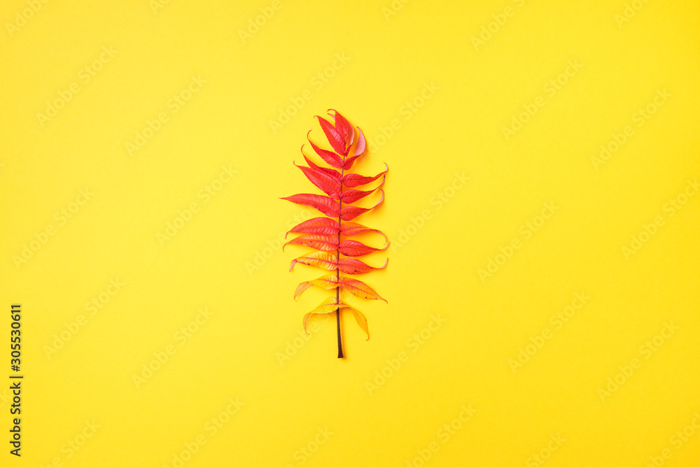Red, green and yellow autumn tree leaves over yellow background. Top view. Copy space. Branch of Staghorn Sumac tree with multicolored leaves