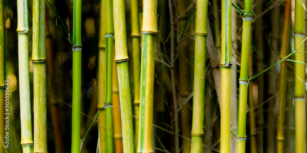 Fototapeta premium background with natural bamboo pattern