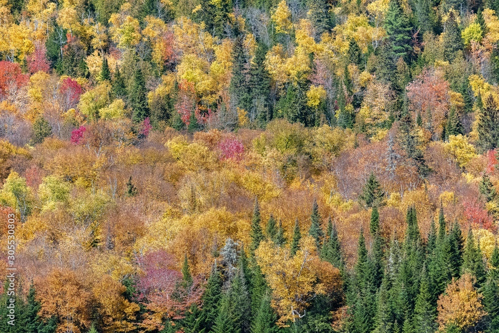 A forest in Canada, during the autumn, beautiful colors of the trees