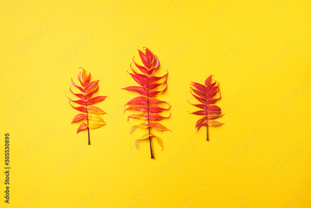 Red, green and yellow autumn tree leaves over yellow background. Top view. Copy space. Branch of Staghorn Sumac tree with multicolored leaves Red, green and yellow autumn tree leaves over yellow background. Top view. Copy space. Branch of Staghorn Sumac tree with multicolored leaves